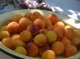 Alysh Dan: a mountain apricot community